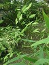 Northern Sea Oats Northern Sea Oats