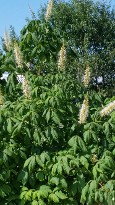 Bottlebrush Buckeye