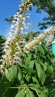 Bottlebrush Buckeye Summer Flowers