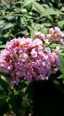 Buddlea Inspired Pink Buddlea Inspired Pink