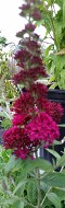 Buddlea Miss Molly Buddlea Miss Molly
