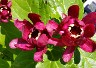 Calycanthus Aphrodite Calycanthus Aphrodite