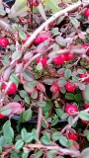 Cotoneaster Streib's Findling Cotoneaster Streib's Findling