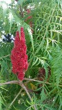 Cutleaf Staghorn Sumac Flower/Seedhead