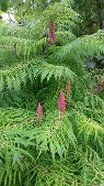 Cutleaf Staghorn Sumac