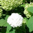 Hydrangea Annabelle Hydrangea Annabelle