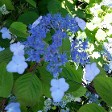 Hydrangea Blue Billow