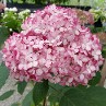 Hydrangea Invincible Spirit II Hydrangea Invincible Spirit II