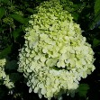 Hydrangea Limelight