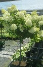 Hydrangea Limelight Hydrangea Limelight