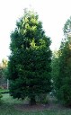 Calocedrus decurrens, Incense Cedar
