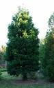 Calocedrus decurrens, Incense Cedar Calocedrus decurrens, Incense Cedar