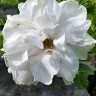 Blanc Double de Coubert Blanc Double de Coubert