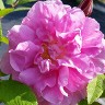 Rosa Rugosa Hybrid Moje Hammarberg Rosa Rugosa Hybrid Moje Hammarberg