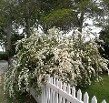Spirea Vanhouttii Spirea Vanhouttii