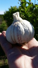 Great Bulbs of Garlic