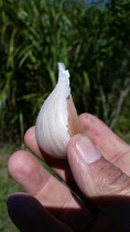 Garlic Clove