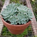 Echeveria Planter