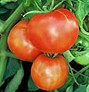 Abraham Lincoln, Honest Tomato Flavor Abraham Lincoln, Honest Tomato Flavor