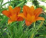 Daylily Cinnamon Bun Daylily Cinnamon Bun