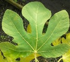Iconic Fig Leaf
