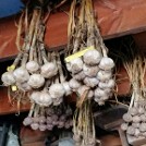 Garlic Curing in the Barn, July 2016