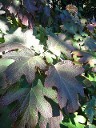Oakleaf Hydrangea Oakleaf Hydrangea