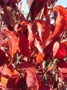 Kousa Dogwood Fall Foliage