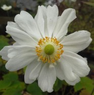 Anemone Whirlwind, pristine as can be