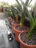 Yellow Clivia in Their New Pots