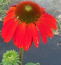 Echinacea 'Cheyenne Spirit' Red Flowered