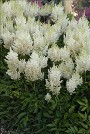 Astilbe White Gloria courtesy Walters Gardens Astilbe White Gloria courtesy Walters Gardens