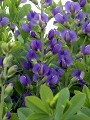 Baptisia courtesy Walters Gardens Baptisia courtesy Walters Gardens