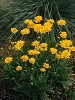 Coreopsis Early Sunrise courtesy Walters Gardens Coreopsis Early Sunrise courtesy Walters Gardens