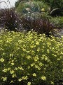 Coreopsis Moonbeam courtesy Walters Gardens Coreopsis Moonbeam courtesy Walters Gardens
