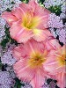 Daylily Joylene Nichole courtesy Walters Gardens Daylily Joylene Nichole courtesy Walters Gardens
