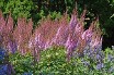 Astilbe Purple Candles courtesy Walters Gardens Astilbe Purple Candles courtesy Walters Gardens