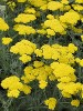 Achillea Moonshine courtesy Walters Gardens Achillea Moonshine courtesy Walters Gardens