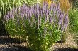 Agastache Blue Fortune courtesy Walters Gardens