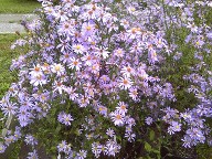 Aster Bluebird in the Autumn Aster Bluebird in the Autumn