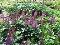 Astilbe Visions and Hosta Regal Cross Astilbe Visions and Hosta Regal Cross