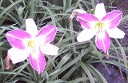 Daylily Pale Purple Bicolor Daylily Pale Purple Bicolor