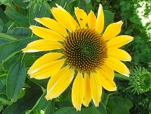 Echinacea Cheyenne Spirit Yellow Flowered