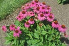 Echinacea Pow Wow Wildberry in Vancouver's summer heat Echinacea Pow Wow Wildberry in Vancouver's summer heat