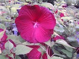 Hardy Hibiscus Cristi Hardy Hibiscus Cristi