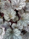 Heuchera Geisha's Fan Heuchera Geisha's Fan