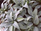 Hosta Blue Harpoons, a unique Ornamental Plantings introduction Hosta Blue Harpoons, a unique Ornamental Plantings introduction
