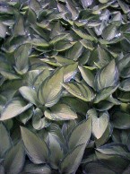 Hosta June Hosta June