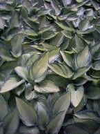 Hosta June