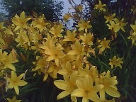 Lemon Lily, sweetly scented and very early bloomer Lemon Lily, sweetly scented and very early bloomer